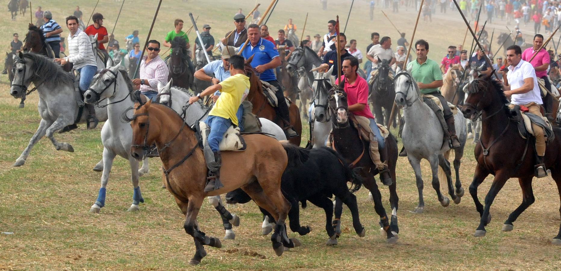 Último encierro de la fiestas de Olmedo 2015