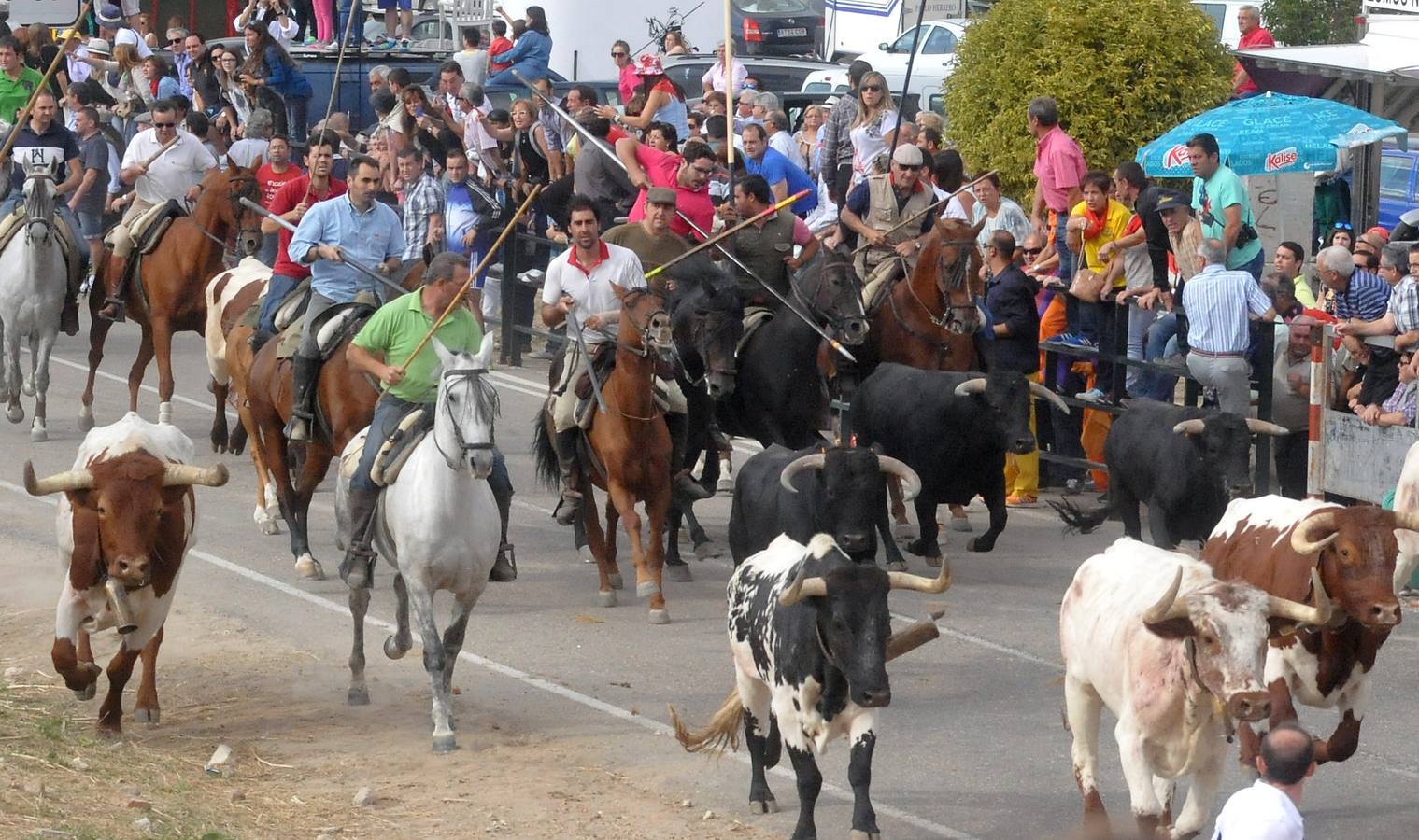 Último encierro de la fiestas de Olmedo 2015