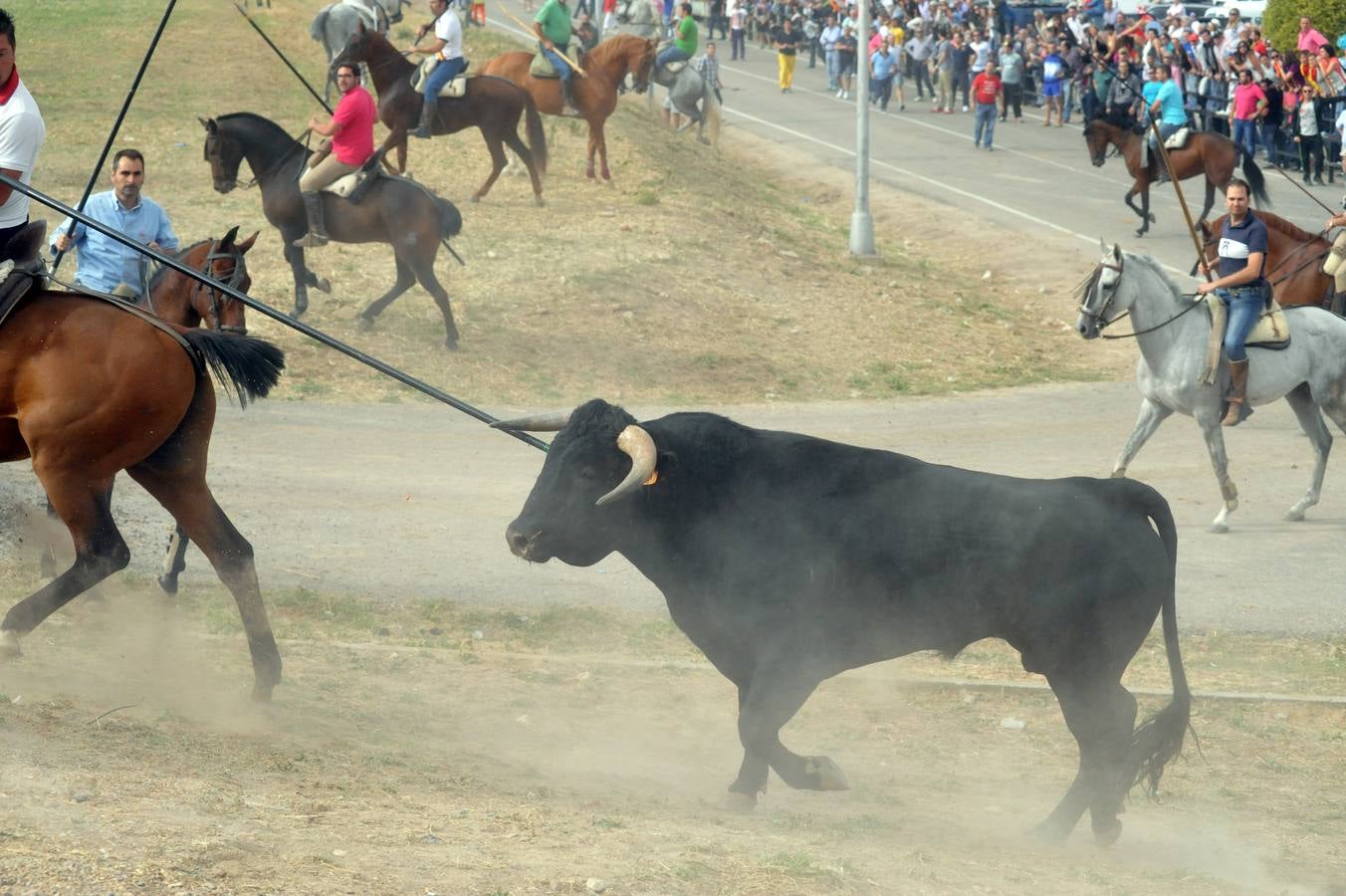 Último encierro de la fiestas de Olmedo 2015