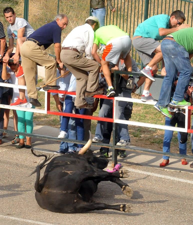Último encierro de la fiestas de Olmedo 2015