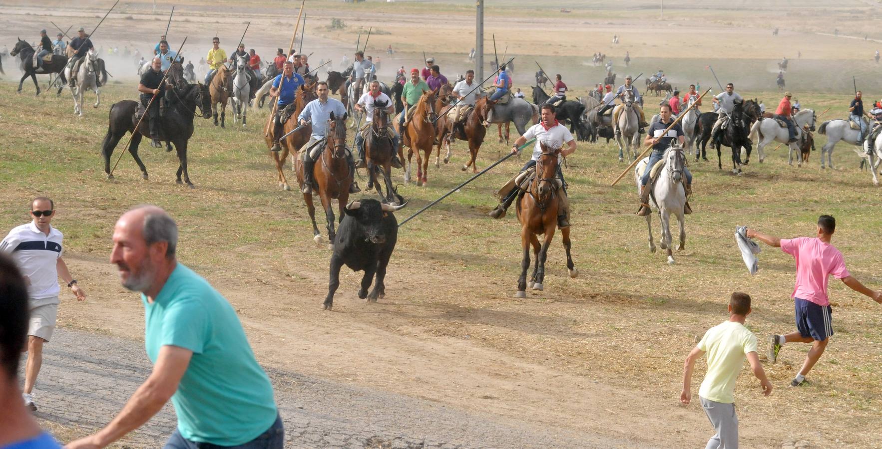 Último encierro de la fiestas de Olmedo 2015