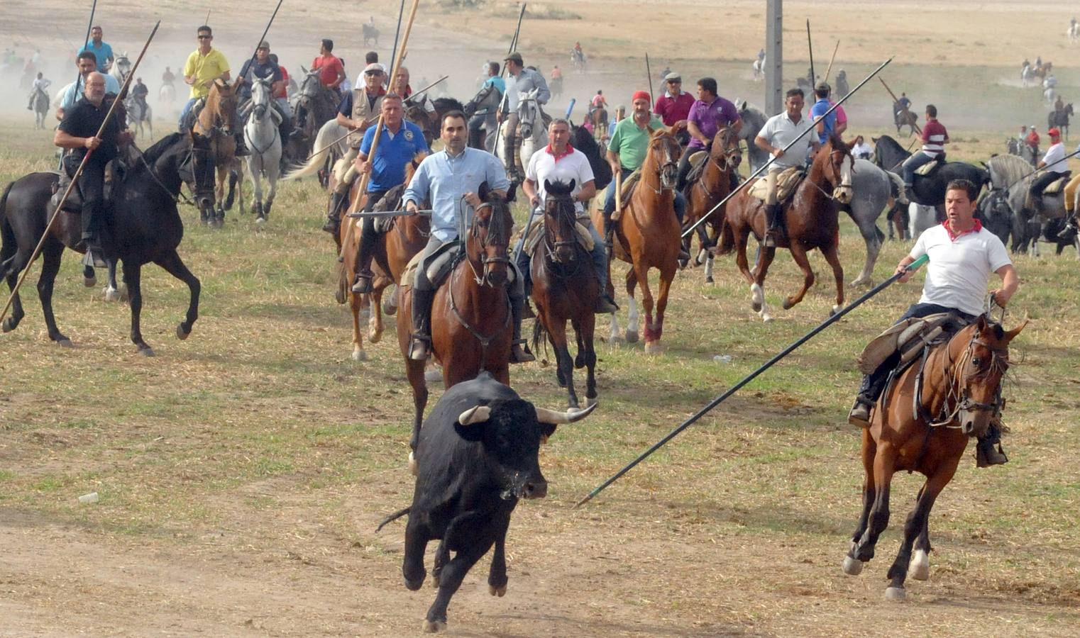 Último encierro de la fiestas de Olmedo 2015