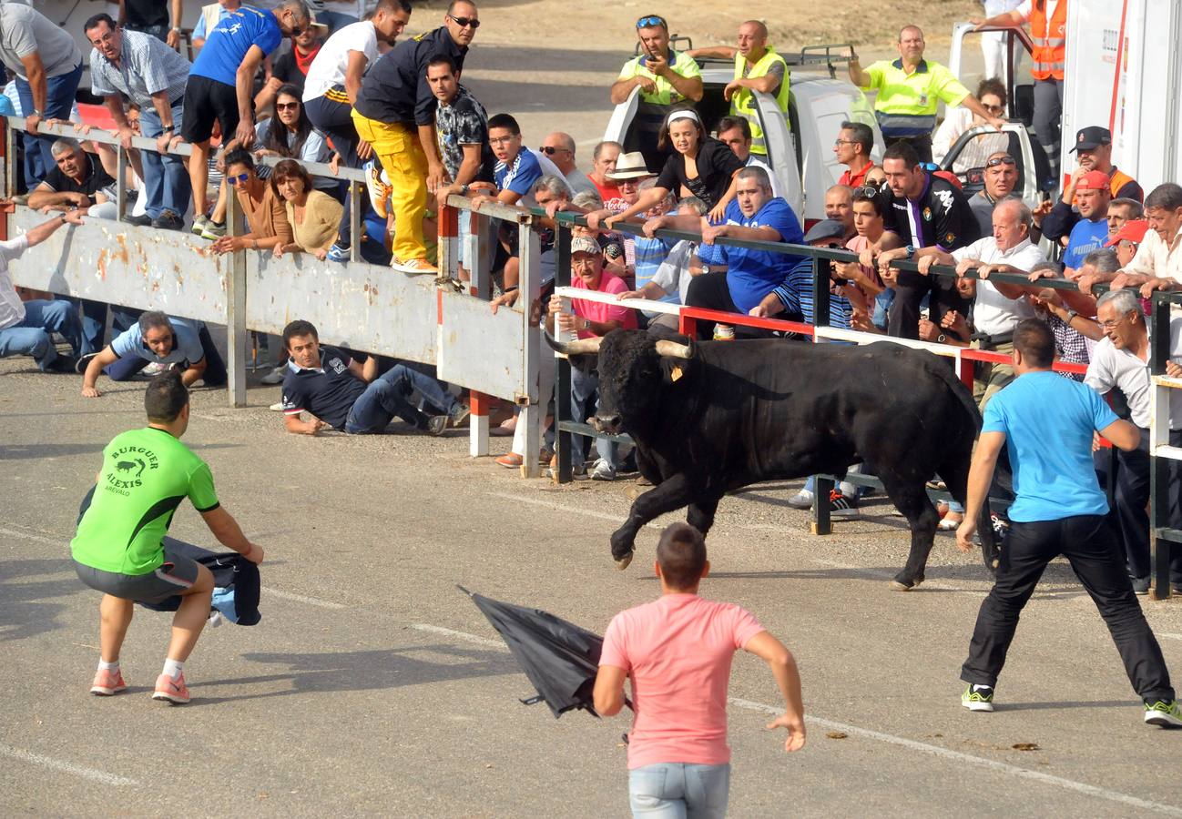 Último encierro de la fiestas de Olmedo 2015