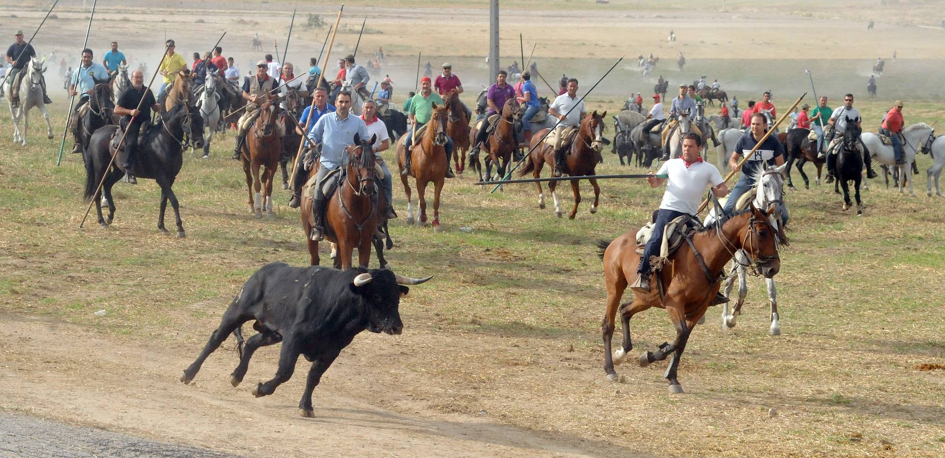 Último encierro de la fiestas de Olmedo 2015