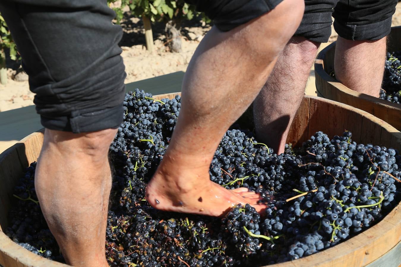 El mejor cocinero del mundo, Joan Roca, en la tradicional pisada de uva de Abadía de Retuerta (Valladolid)