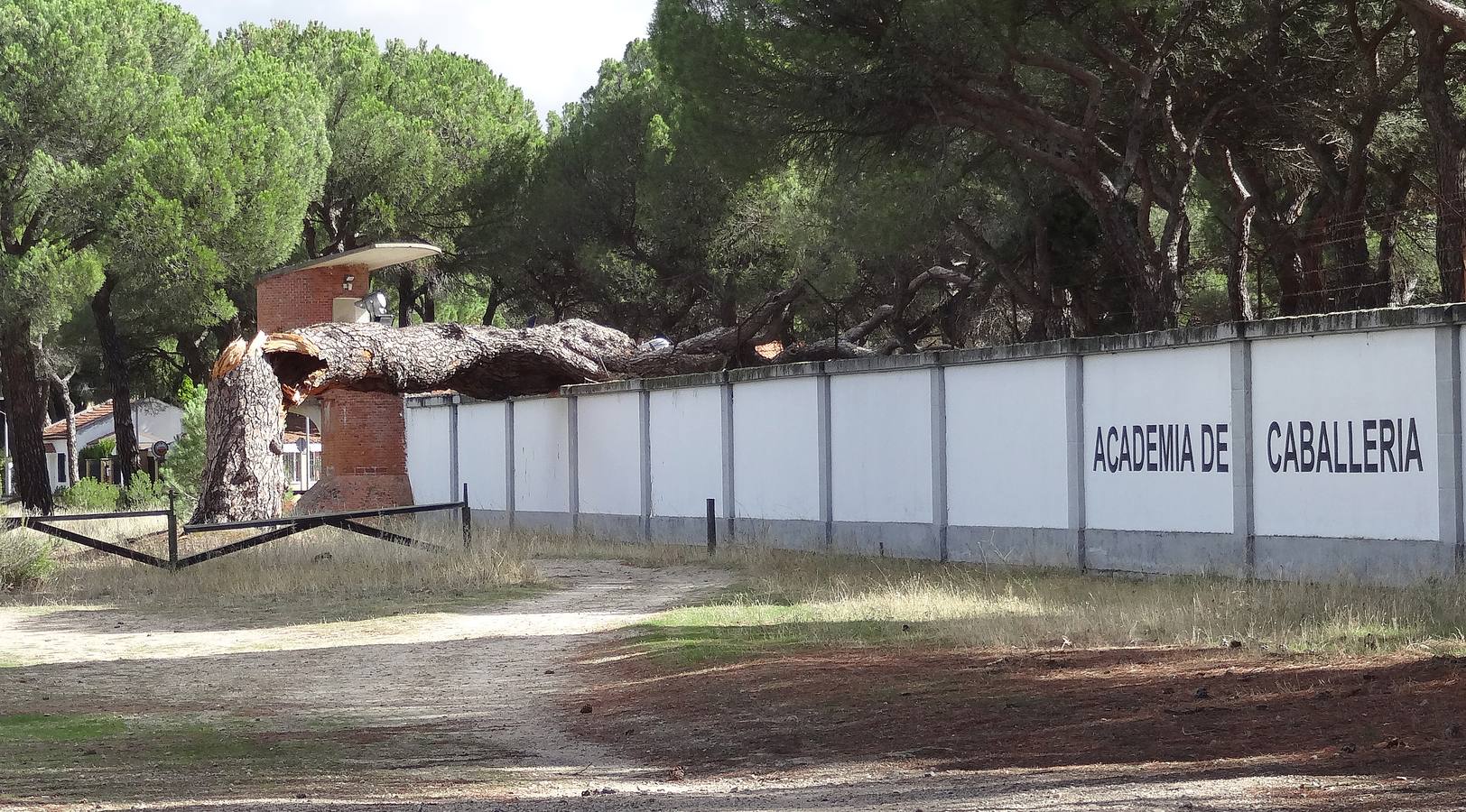 El viento parte un pino de 300 años en el Pinar de Antequera (Valladolid)