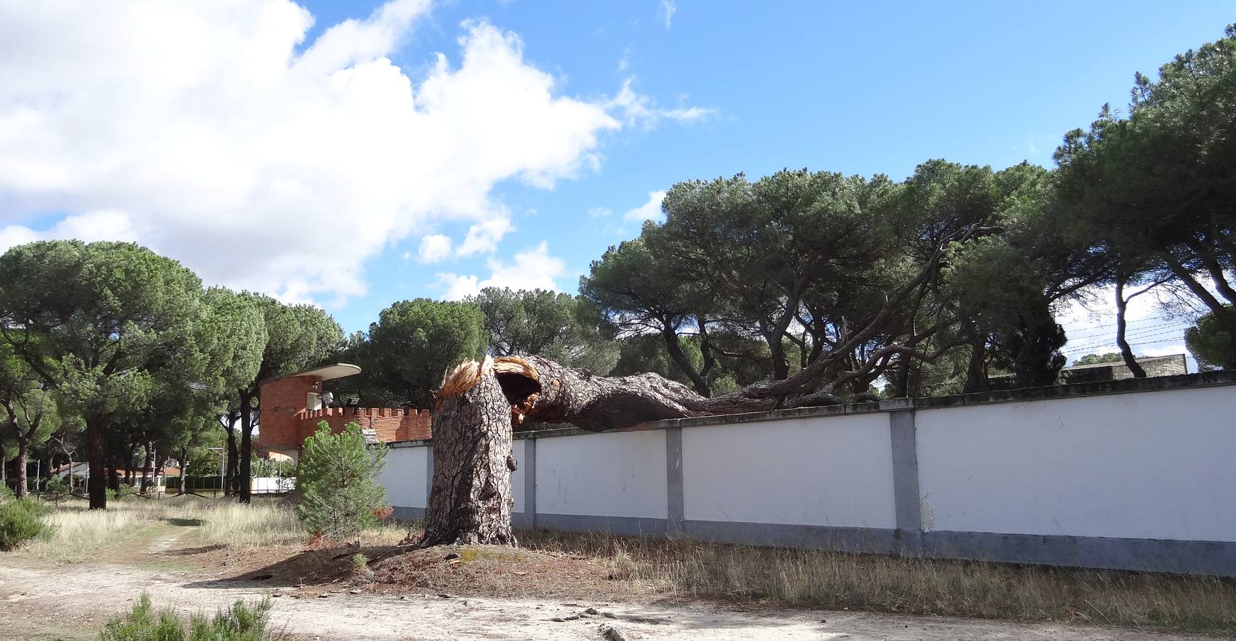 El viento parte un pino de 300 años en el Pinar de Antequera (Valladolid)