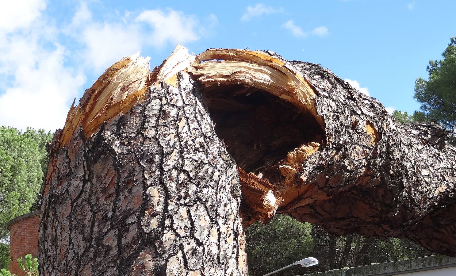 El viento parte un pino de 300 años en el Pinar de Antequera (Valladolid)