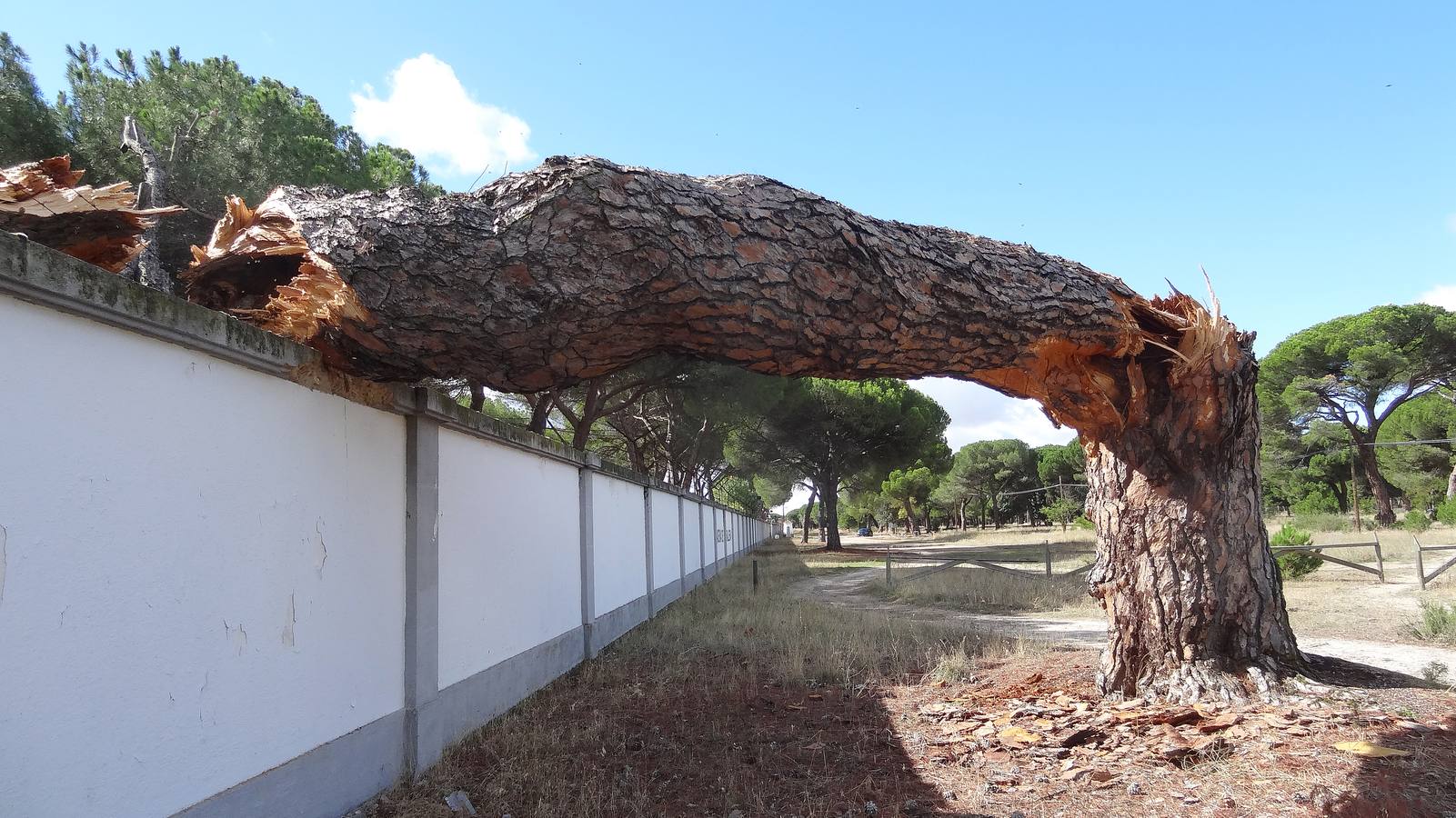 El viento parte un pino de 300 años en el Pinar de Antequera (Valladolid)