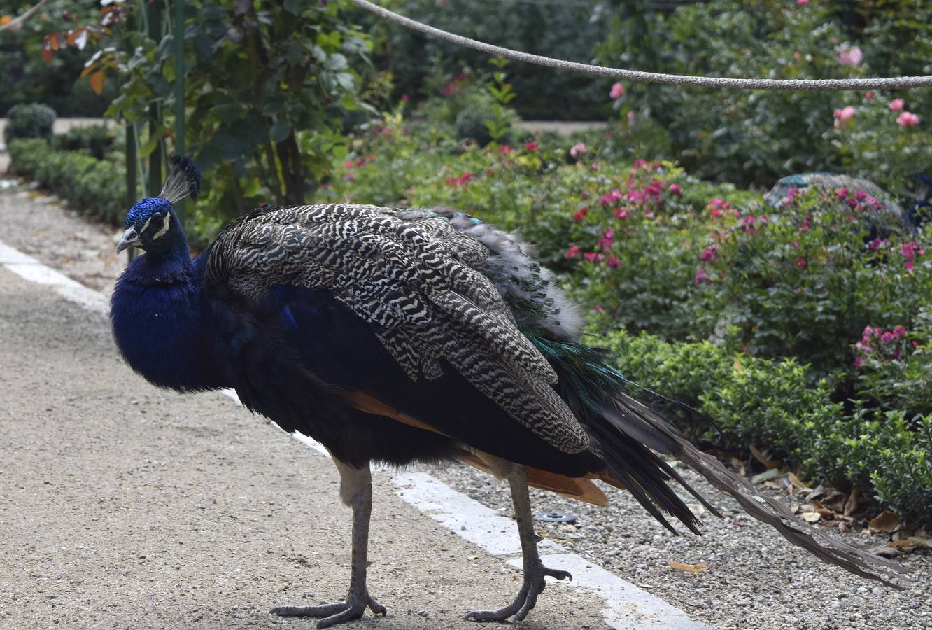 Un paseo en otoño por el Campo Grande