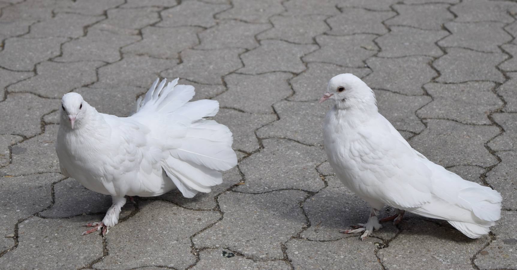 Un paseo en otoño por el Campo Grande