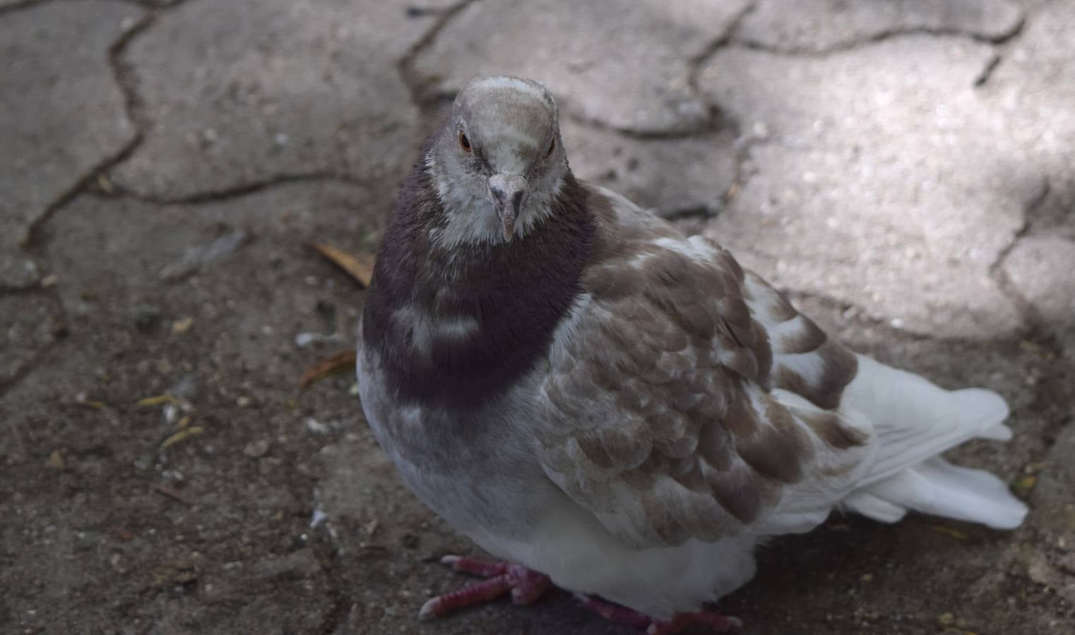 Un paseo en otoño por el Campo Grande
