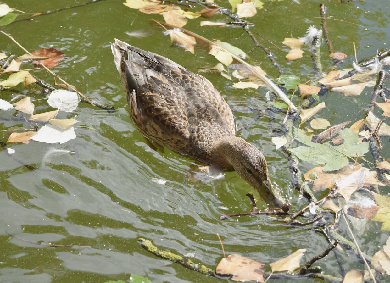 Un paseo en otoño por el Campo Grande