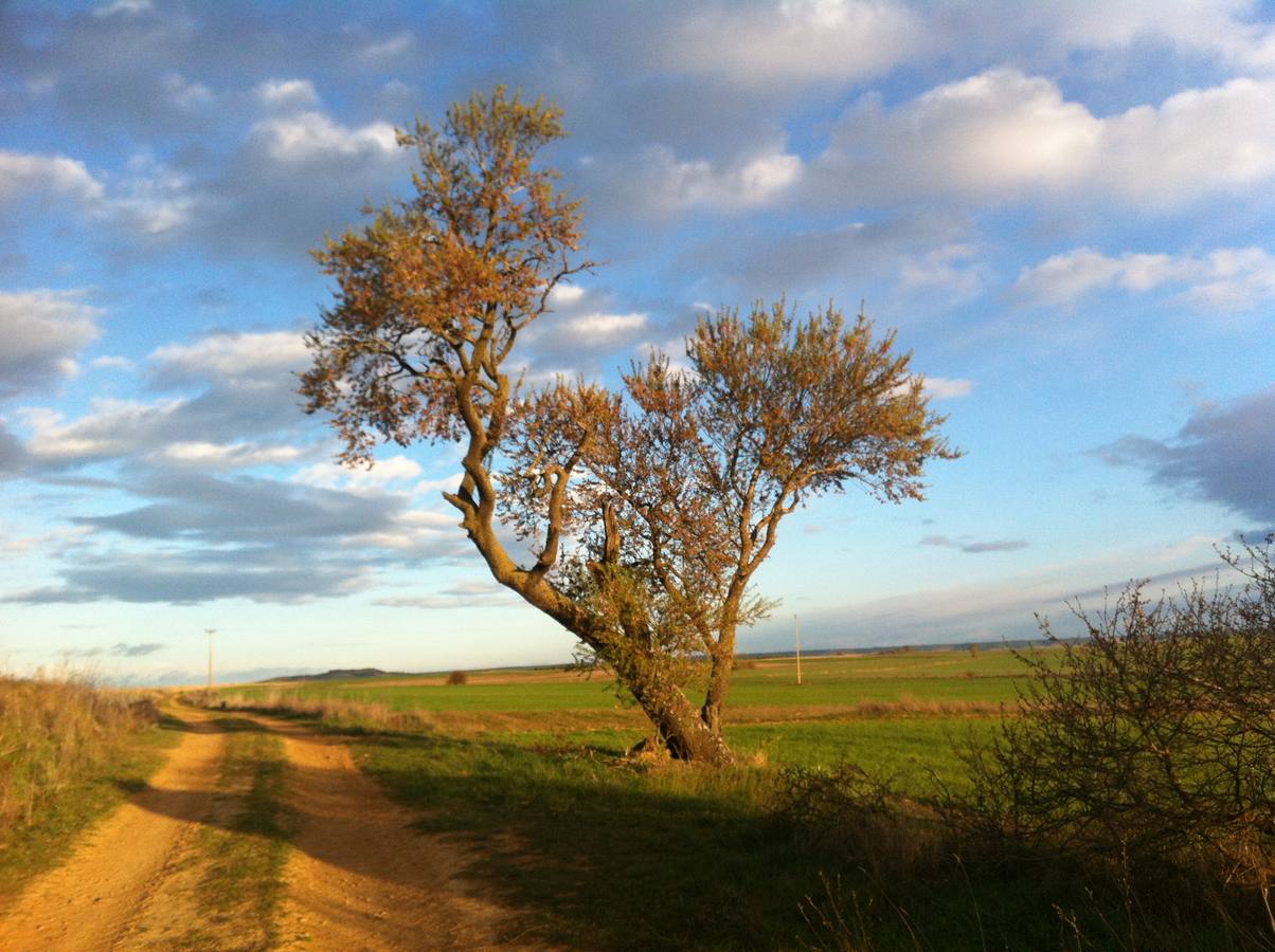Mi árbol especial está en Cabreros del Monte.