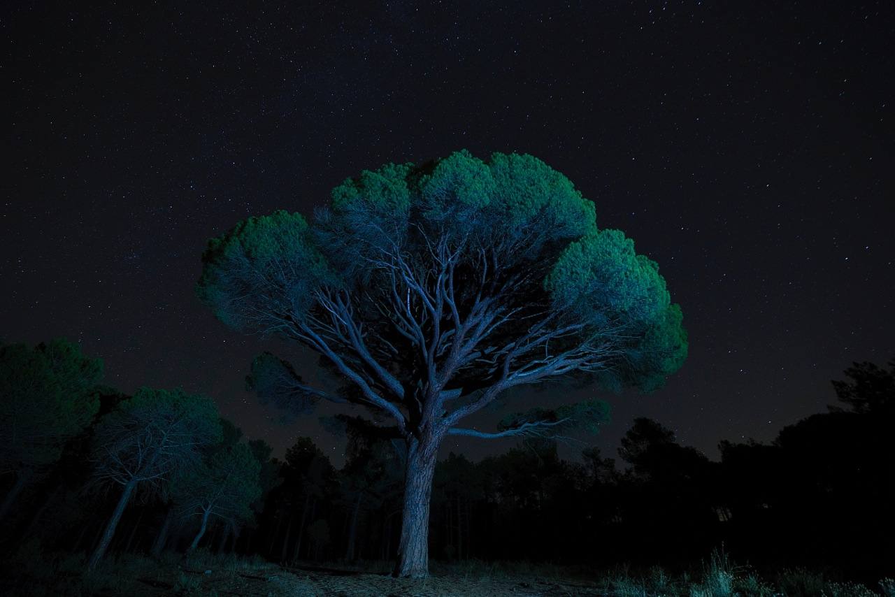 El famoso Pino Carranza de Portillo en Valladolid fotografiado por la noche.