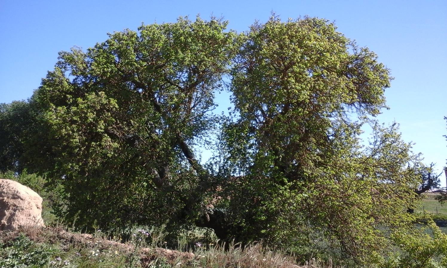 El Moral de Moral de la Reina.