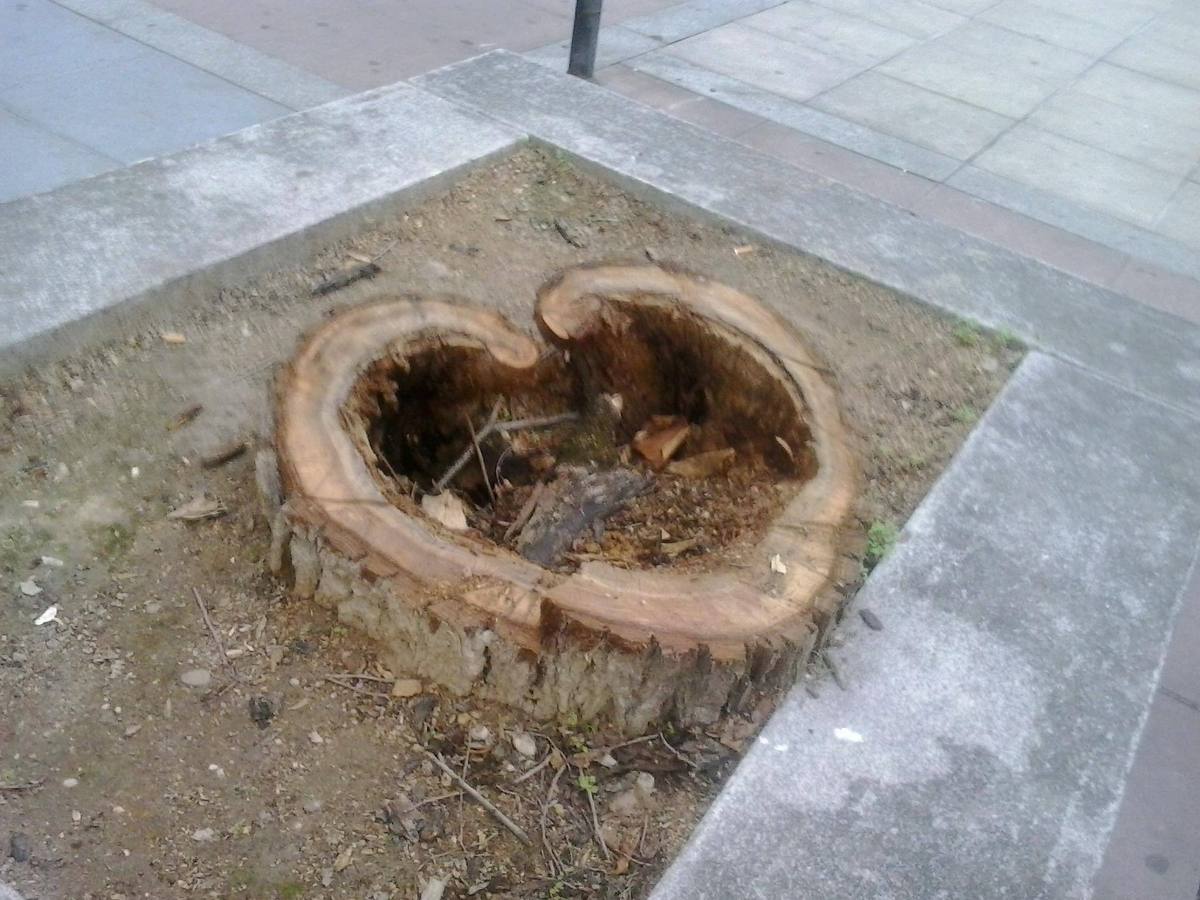 Os envio esta foto de lo que queda de un árbol en Paseo Zorrilla, a la altura de la cafetería Moka; no está completo pero es mi favorito.