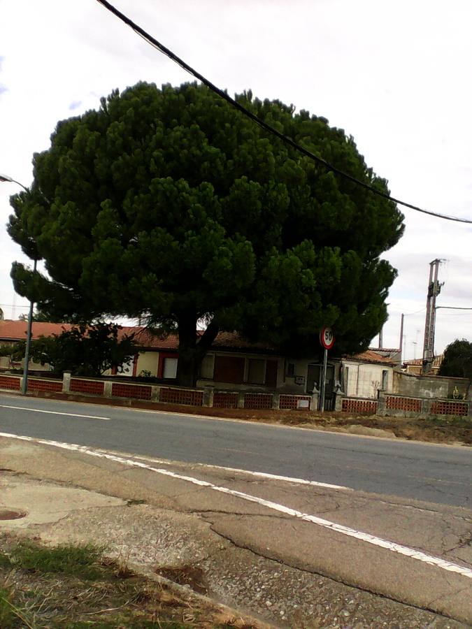 Ejemplar de pino en Villardefrades. Tiene unos 60 años y está a la entrada del pueblo, en el cruze de carreteras.