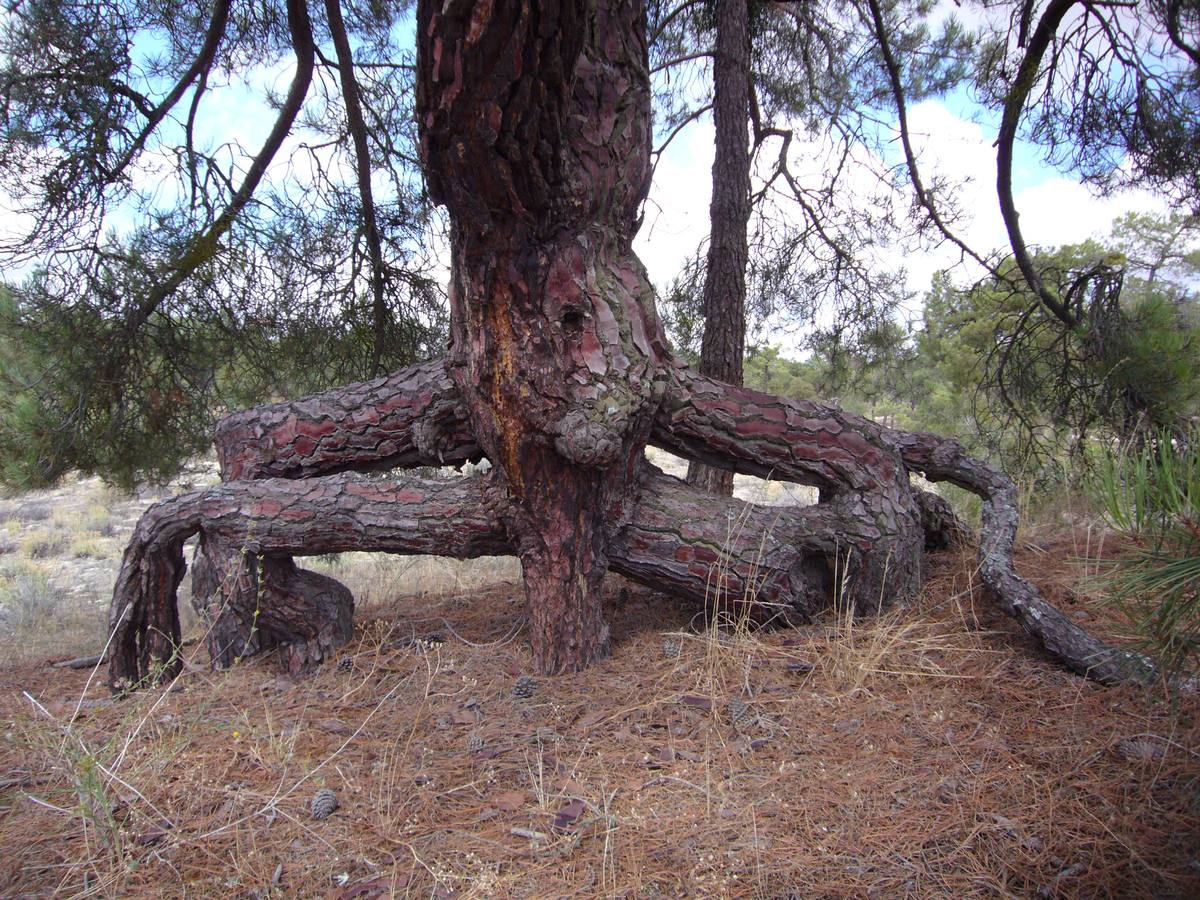 Monumento a la lucha por la vida.