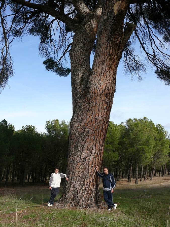 La foto corresponde a un pino de dimensiones mas grandes de lo normal,tomada en 2006, entre los pinares de Olmedo Y Pedrajas de San Esteban.