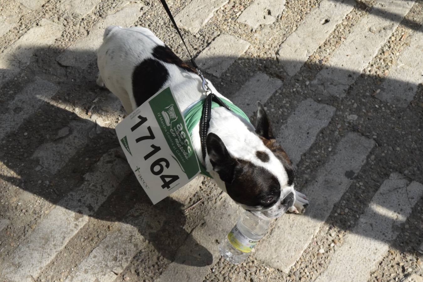 Marcha Contra el Cáncer 2015. Valladolid 4