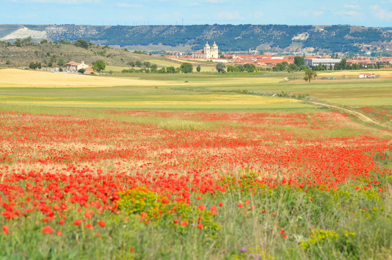 Cigales (Valladolid).