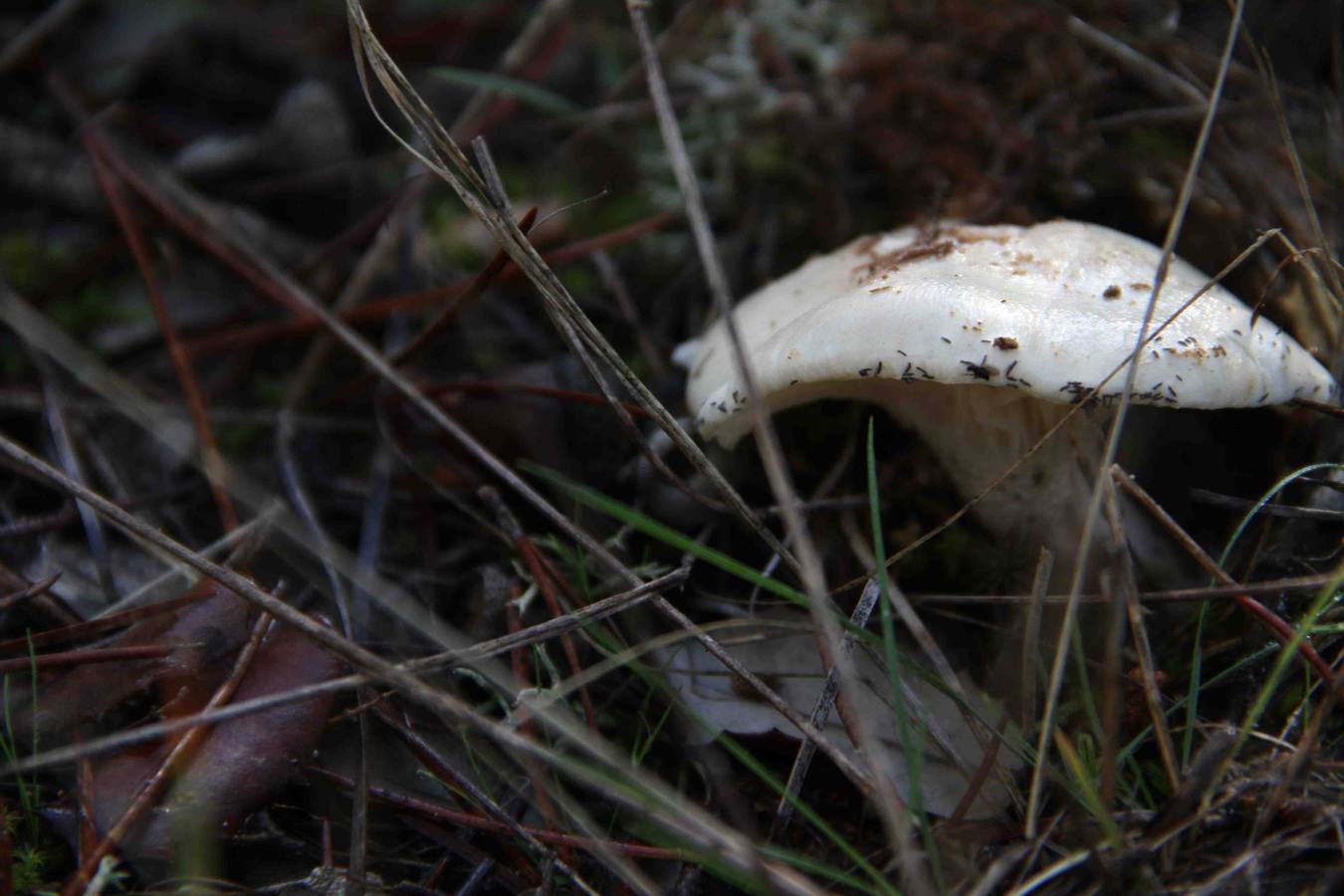 III Jornadas micológicas en Quintanilla de Onésimo (2/2)