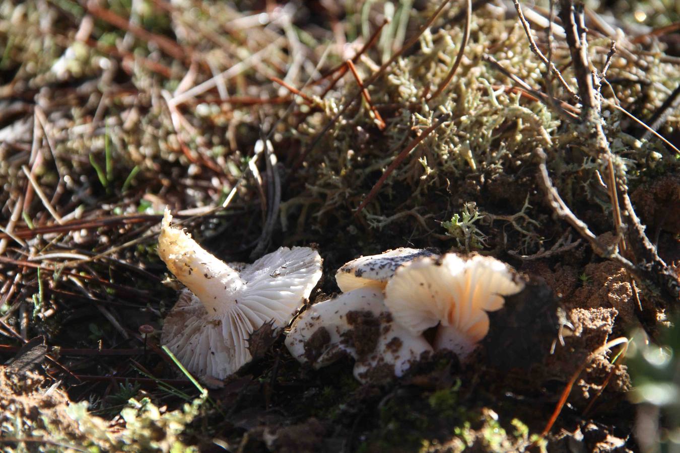 III Jornadas micológicas en Quintanilla de Onésimo (2/2)