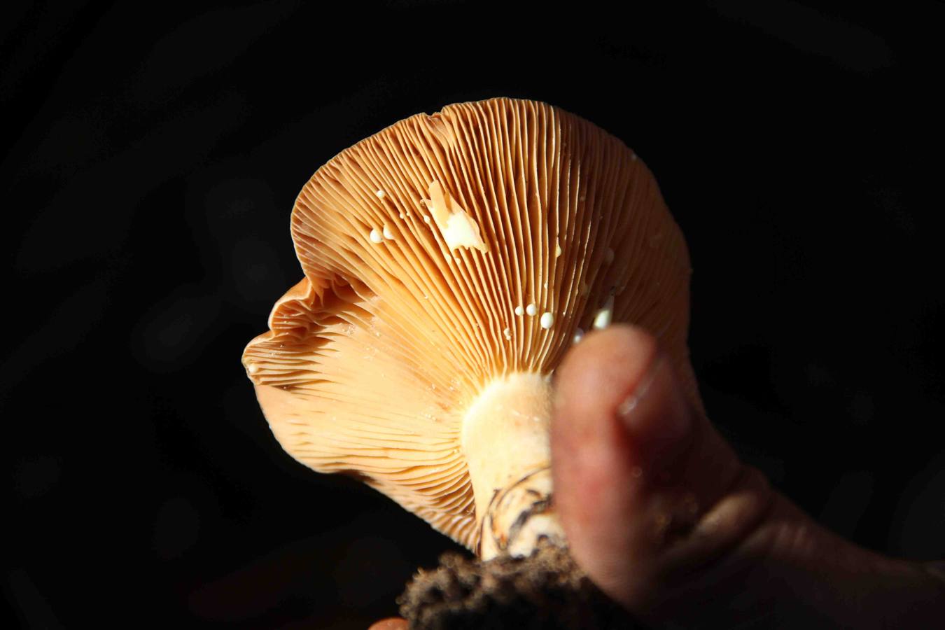 III Jornadas micológicas en Quintanilla de Onésimo (2/2)