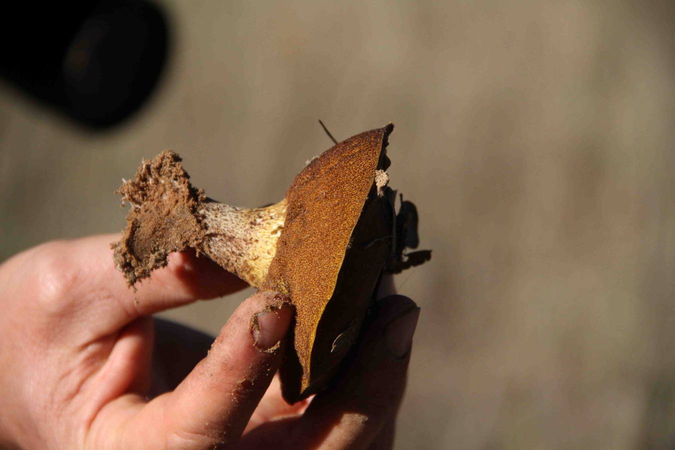 III Jornadas micológicas en Quintanilla de Onésimo (2/2)