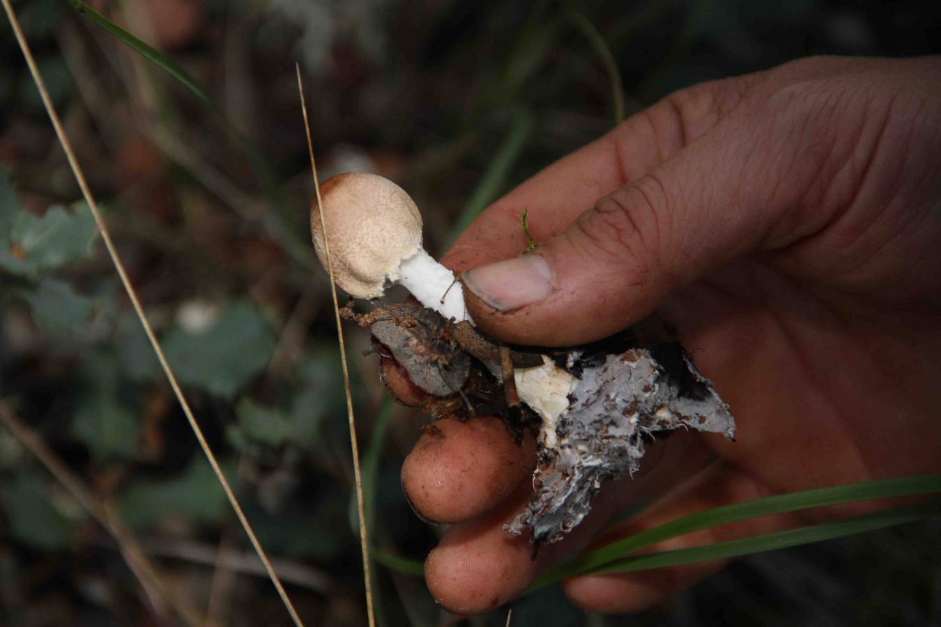 III Jornadas micológicas en Quintanilla de Onésimo (2/2)