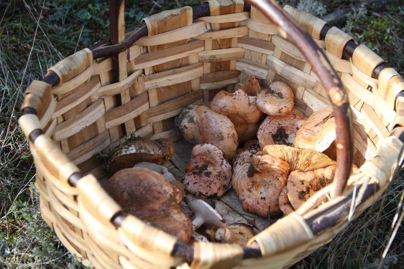 III Jornadas micológicas en Quintanilla de Onésimo (2/2)