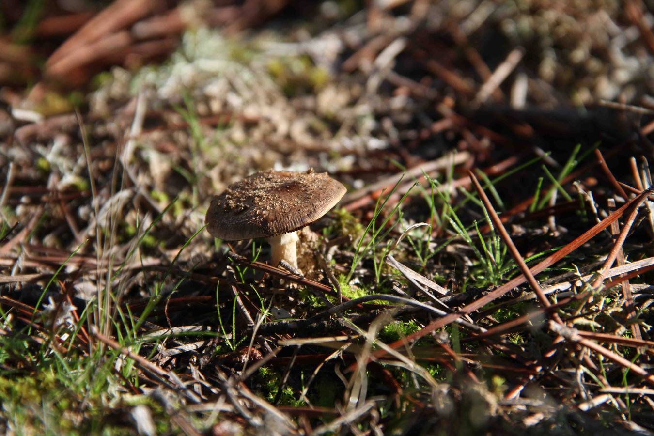 III Jornadas micológicas en Quintanilla de Onésimo (1/2)