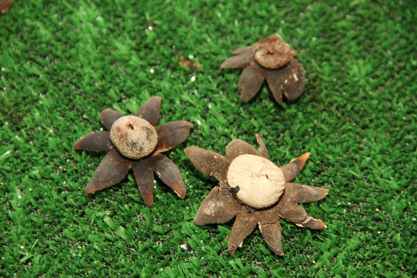 III Jornadas micológicas en Quintanilla de Onésimo (1/2)