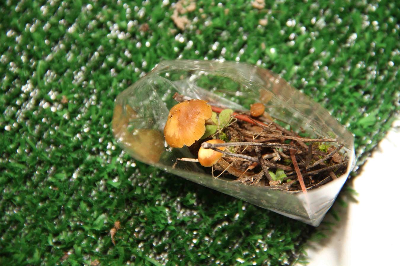 III Jornadas micológicas en Quintanilla de Onésimo (1/2)