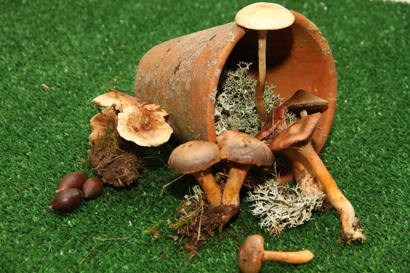 III Jornadas micológicas en Quintanilla de Onésimo (1/2)