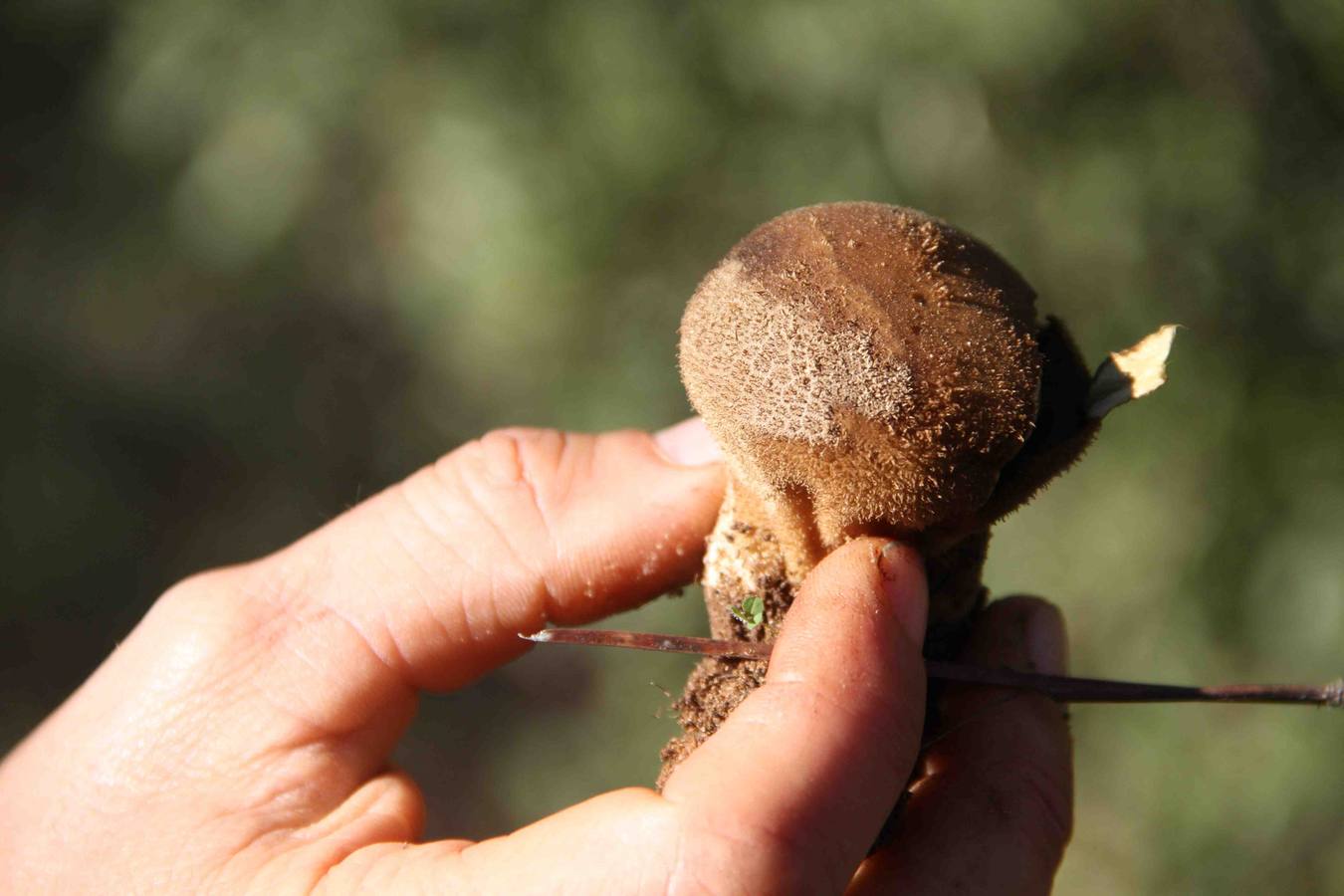 III Jornadas micológicas en Quintanilla de Onésimo (1/2)