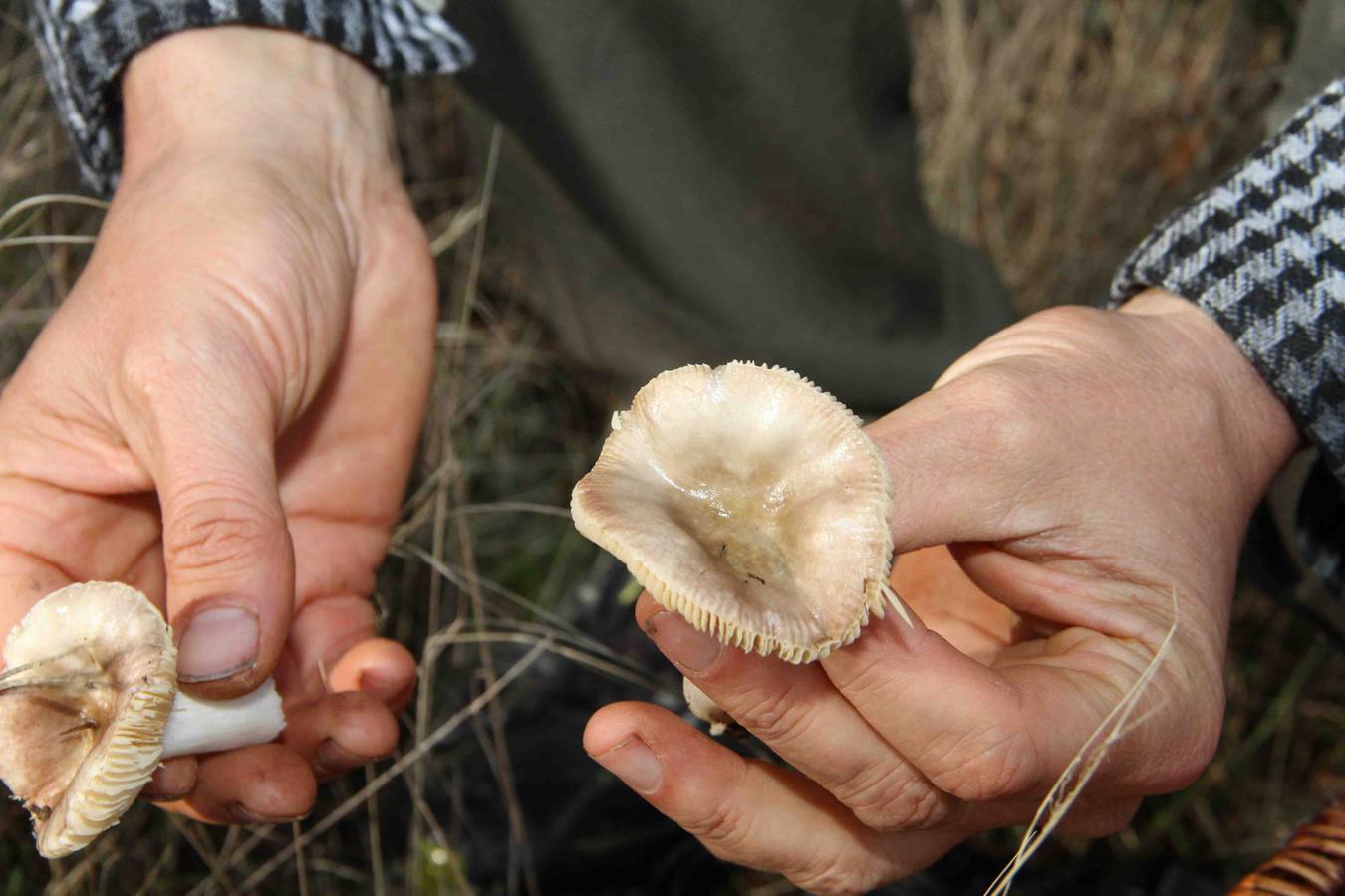 III Jornadas micológicas en Quintanilla de Onésimo (1/2)