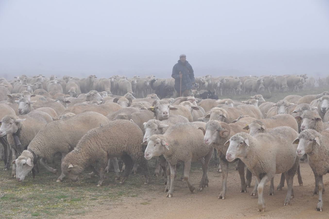 Paso de rebaños de ovejas por Fresno el Viejo (Valladolid)