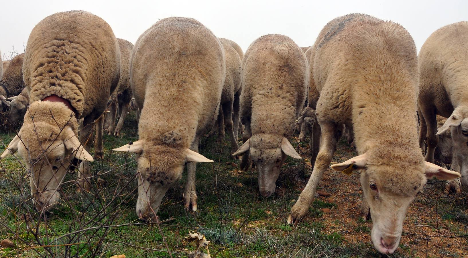 Paso de rebaños de ovejas por Fresno el Viejo (Valladolid)