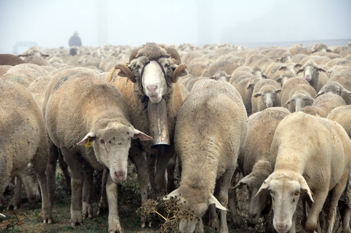 Paso de rebaños de ovejas por Fresno el Viejo (Valladolid)