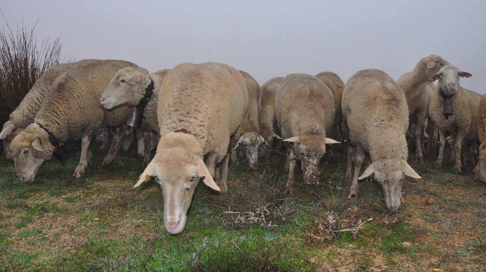 Paso de rebaños de ovejas por Fresno el Viejo (Valladolid)