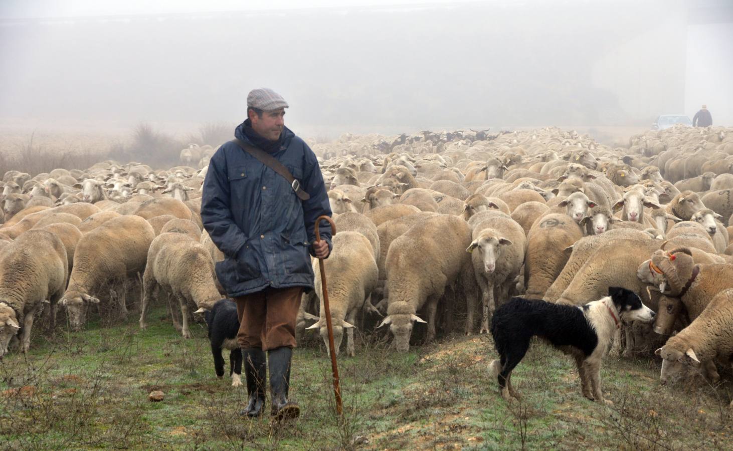 Paso de rebaños de ovejas por Fresno el Viejo (Valladolid)