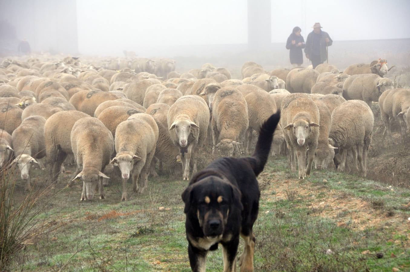 Paso de rebaños de ovejas por Fresno el Viejo (Valladolid)