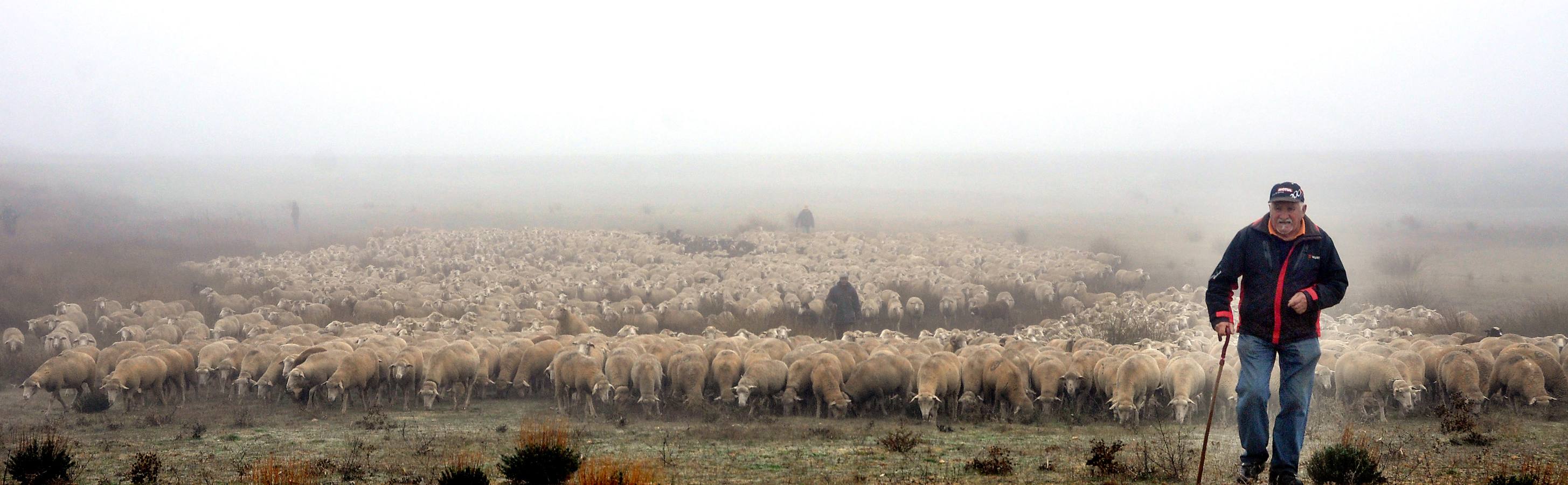 Paso de rebaños de ovejas por Fresno el Viejo (Valladolid)
