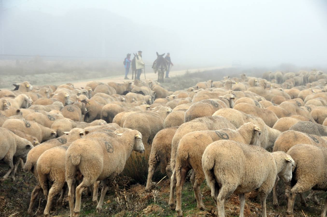 Paso de rebaños de ovejas por Fresno el Viejo (Valladolid)