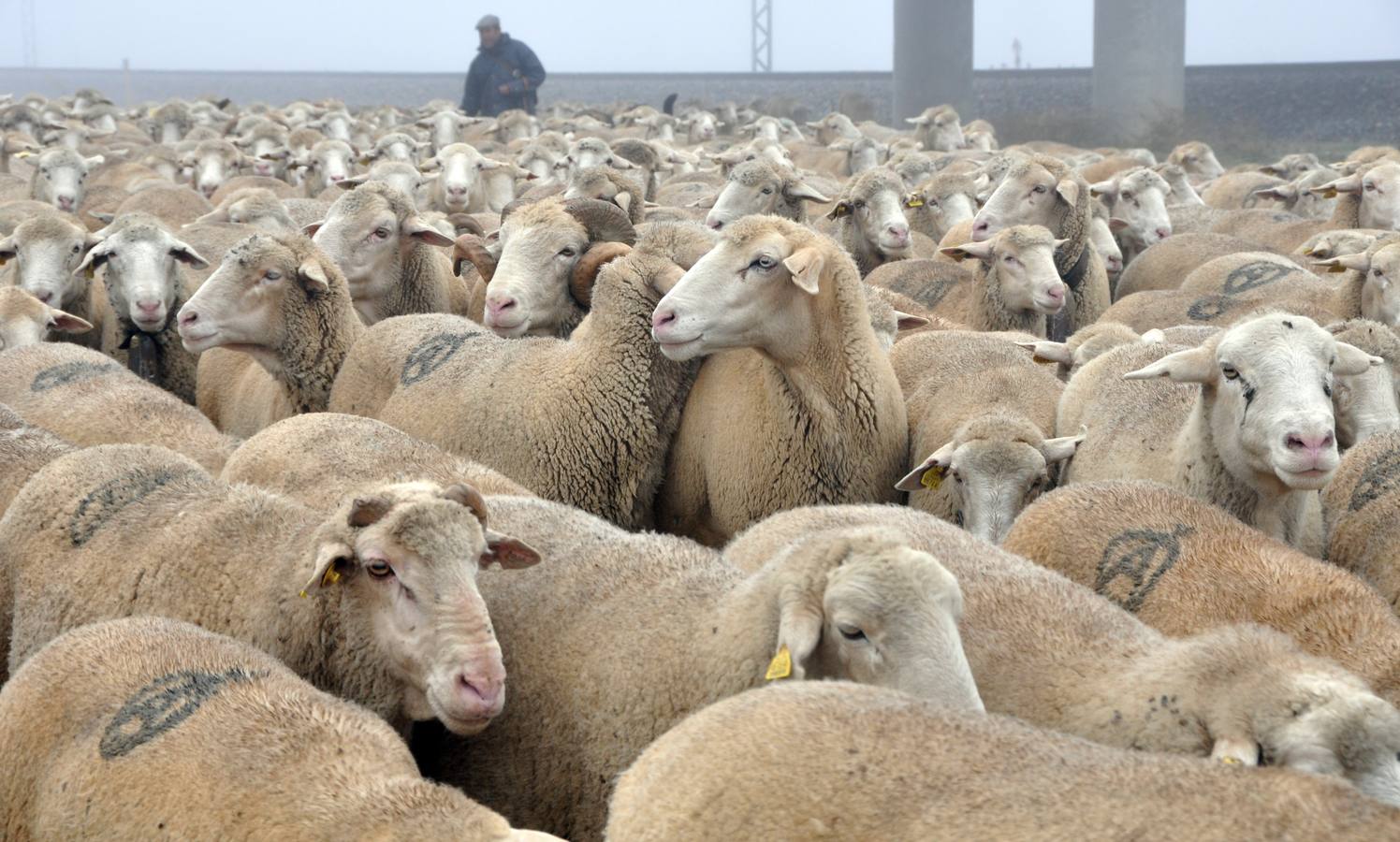 Paso de rebaños de ovejas por Fresno el Viejo (Valladolid)