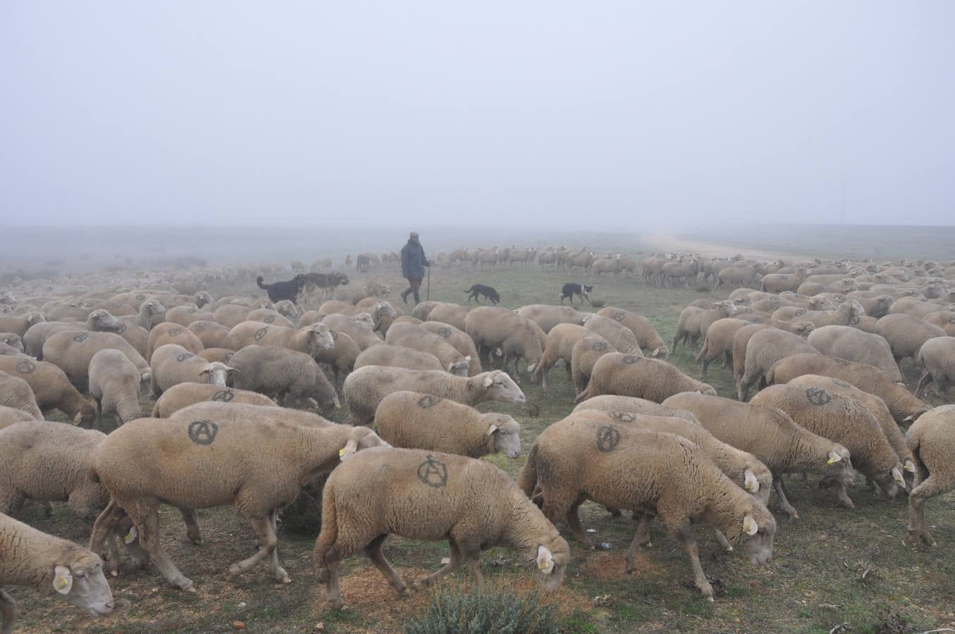 Paso de rebaños de ovejas por Fresno el Viejo (Valladolid)