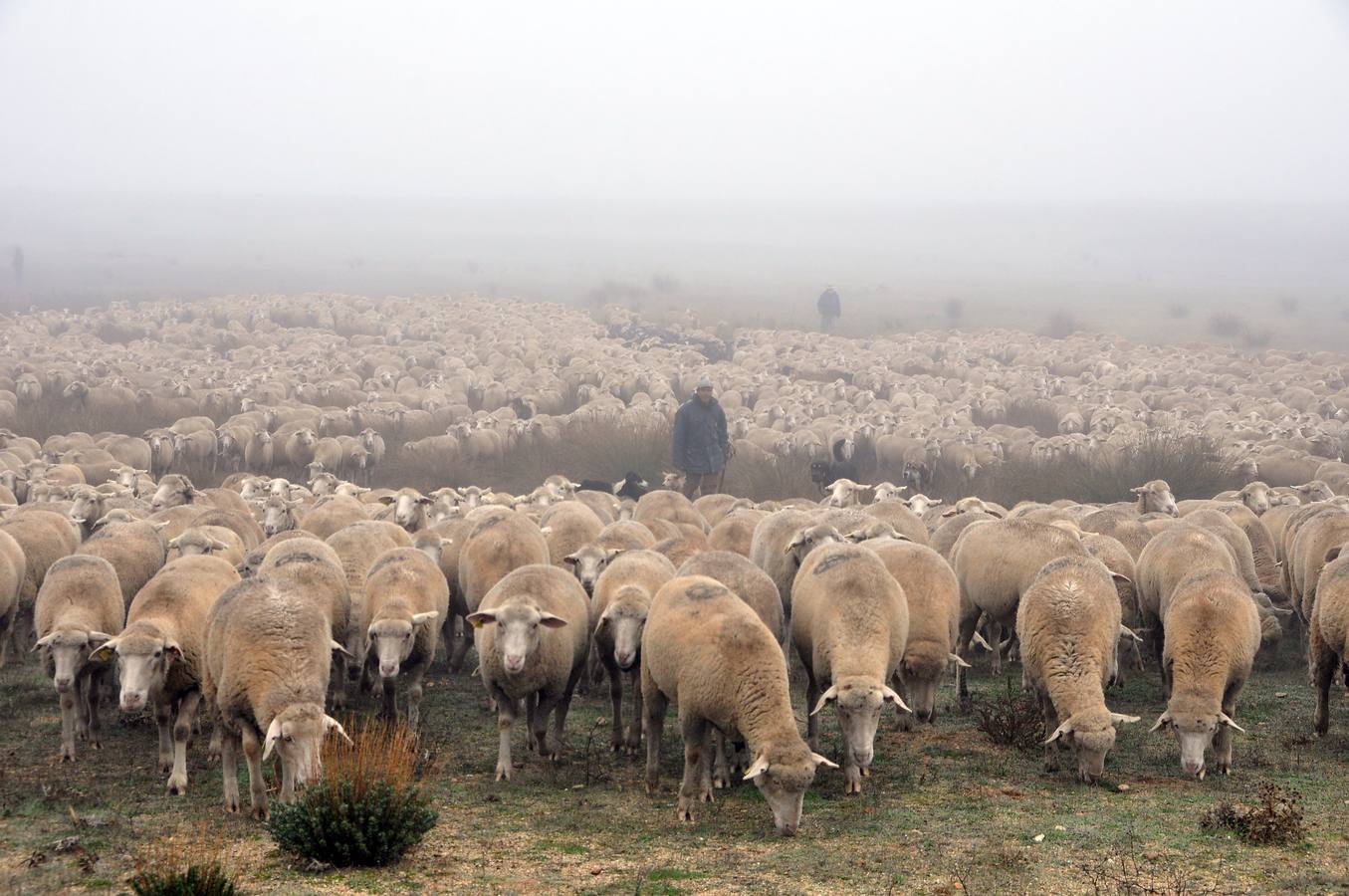 Paso de rebaños de ovejas por Fresno el Viejo (Valladolid)