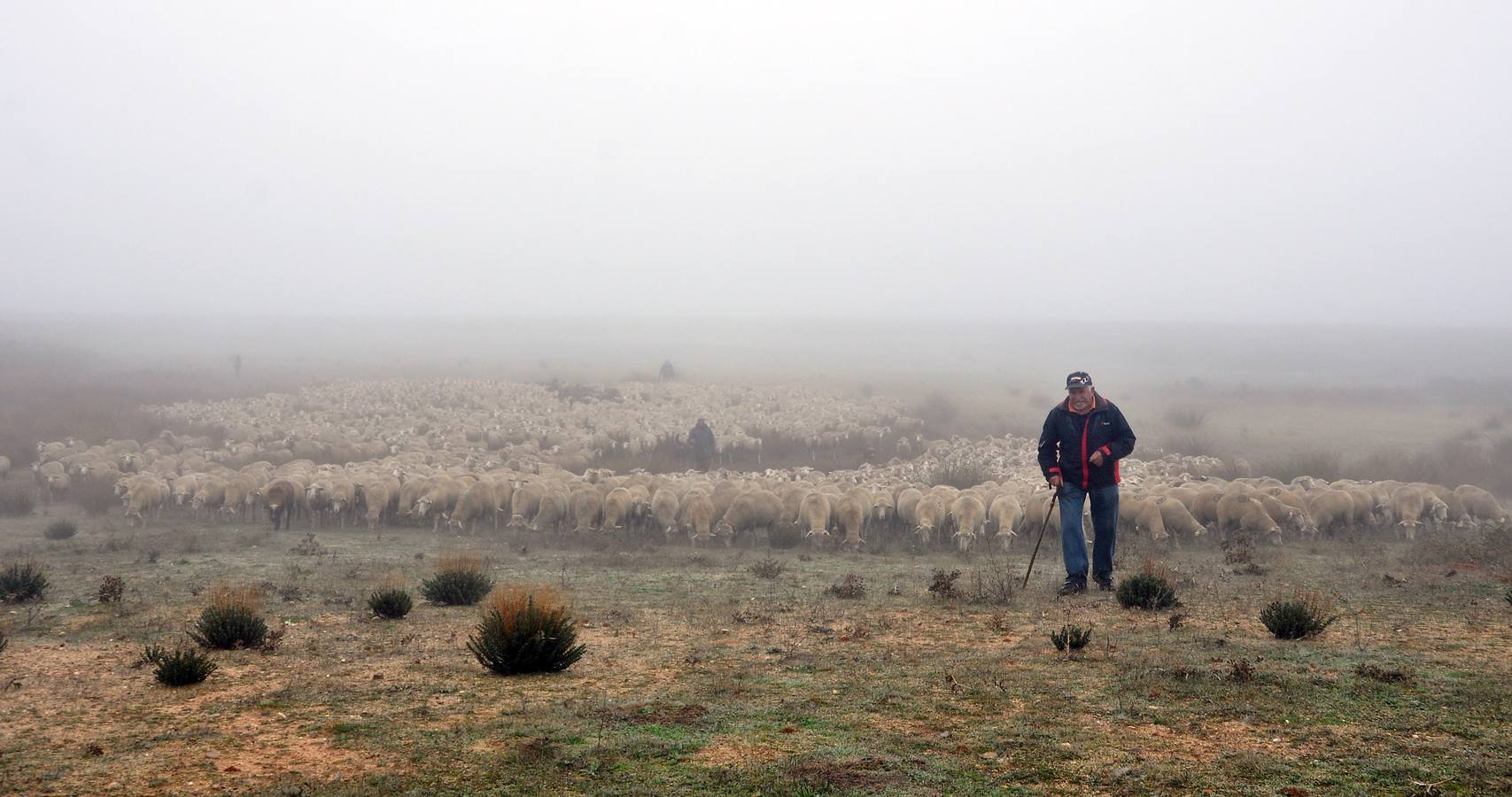 Paso de rebaños de ovejas por Fresno el Viejo (Valladolid)